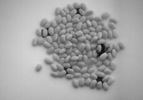 プラスチック製のフライと数枚の四角い段ボールで汚染された、黒豆の SWIR (900～1700nm) 領域の画像