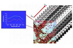 ハイパースペクトラルイメージングでの応用例